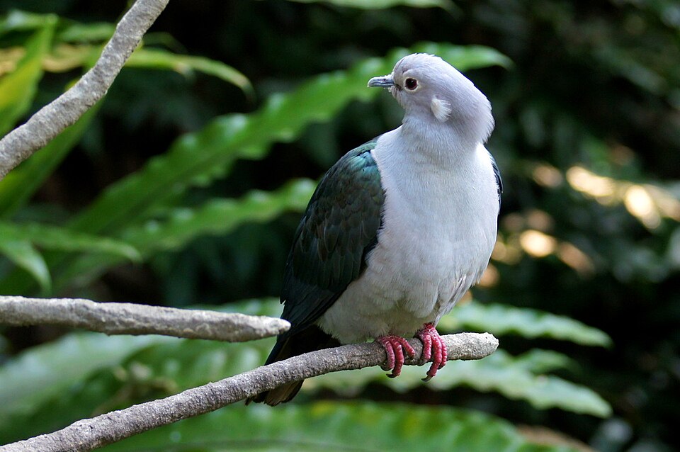 Green Imperial Pigeon