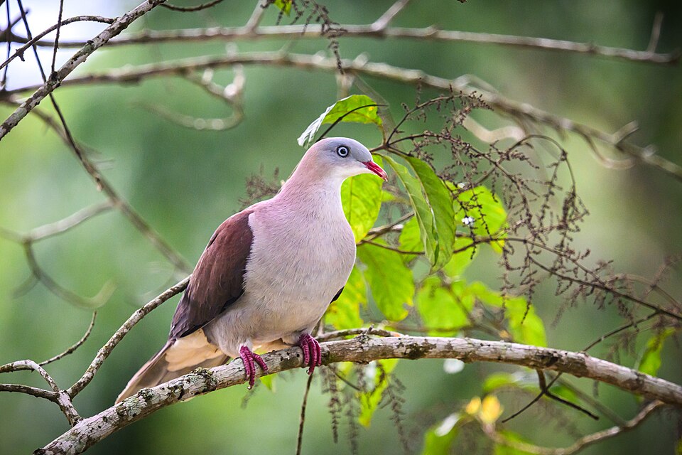 Mountain Imperial Pigeon
