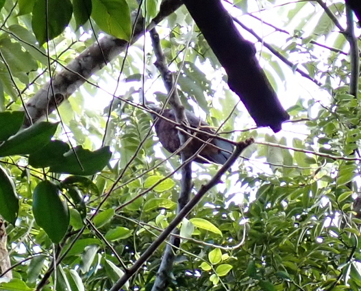 Vanuatu Imperial Pigeon