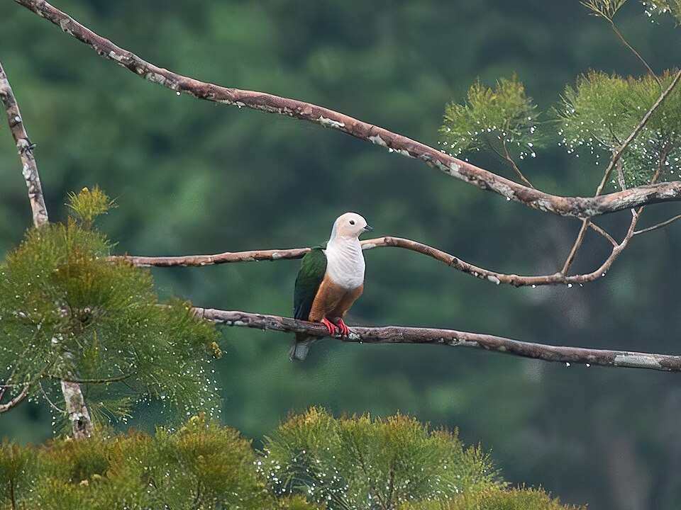 Cinnamon-bellied Imperial Pigeon