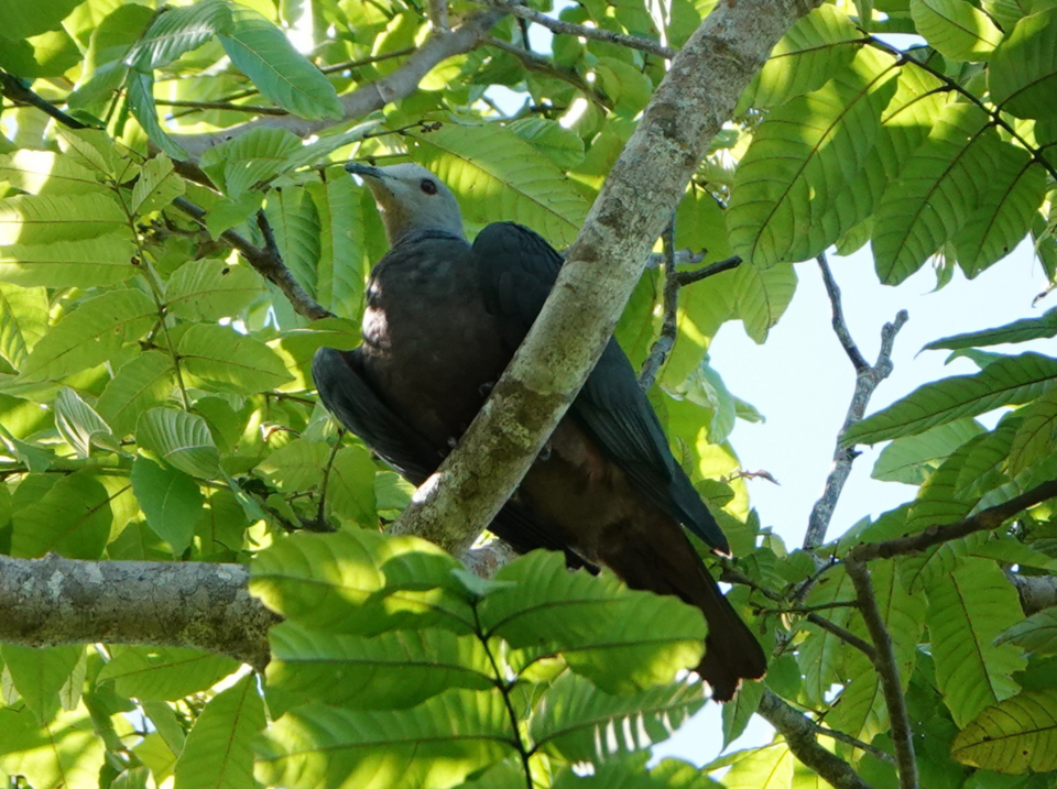 Chestnut-bellied Imperial Pigeon