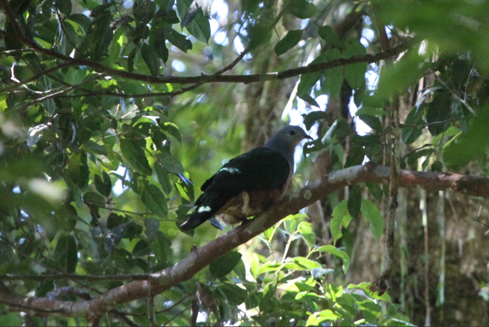 Rufescent Imperial Pigeon