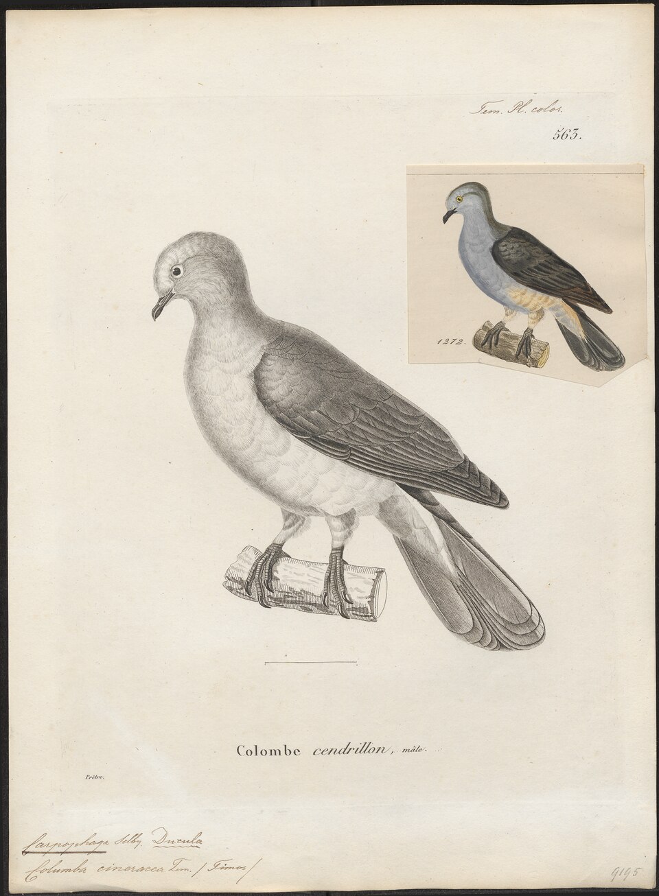 Timor Imperial Pigeon
