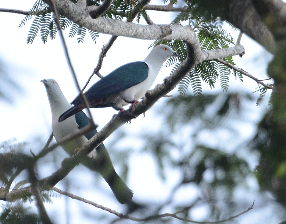 Elegant Imperial Pigeon