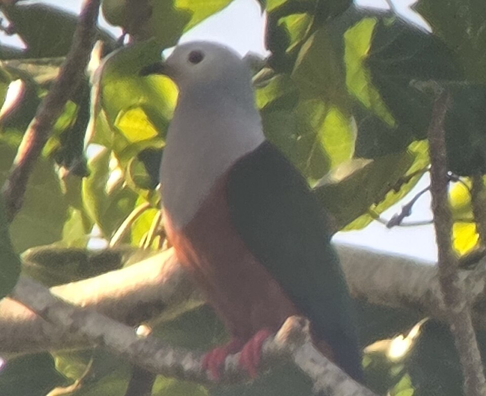 Finsch's Imperial Pigeon