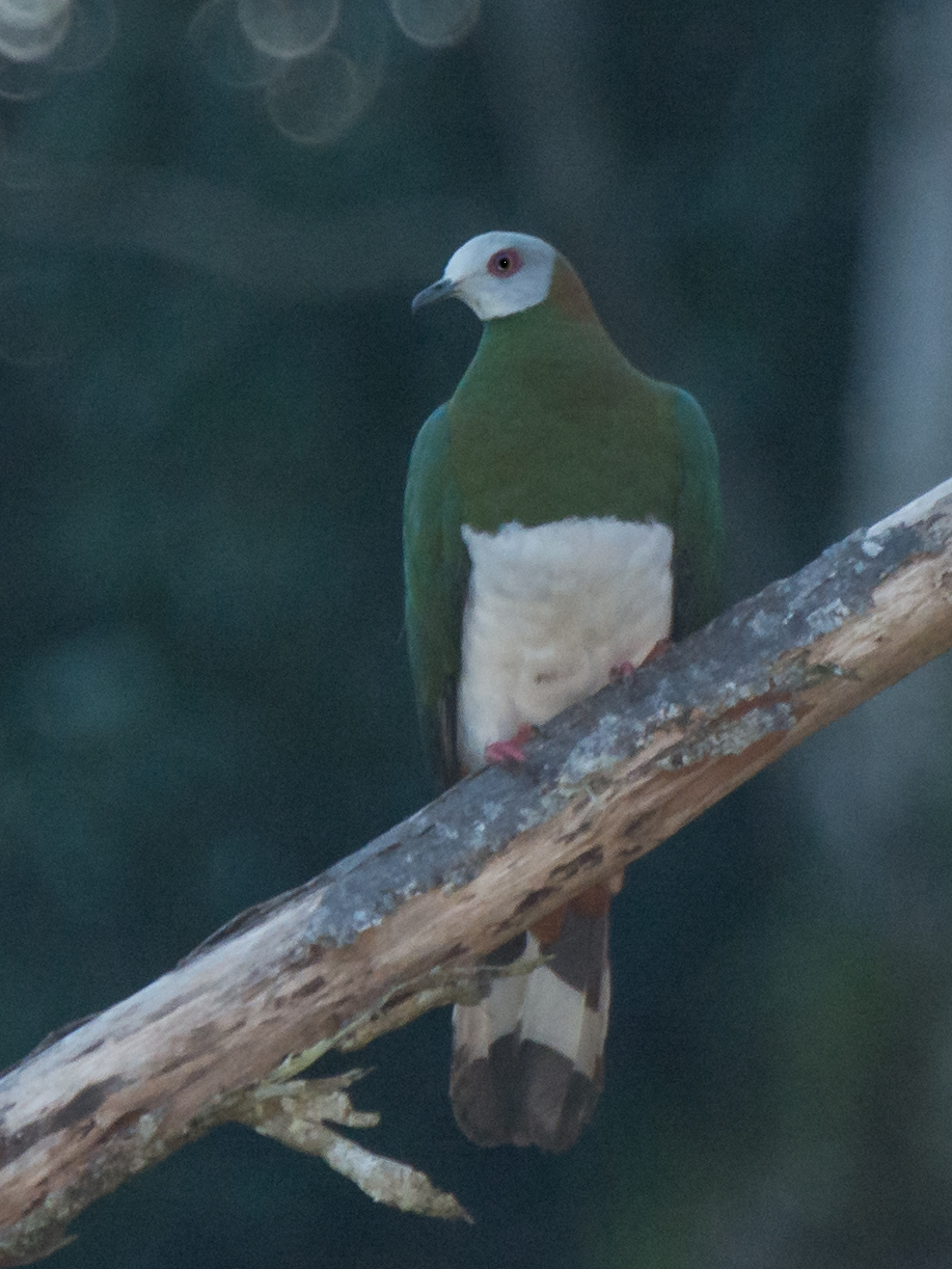 White-bellied Imperial Pigeon