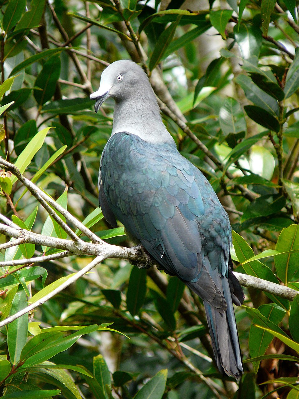 Marquesan Imperial Pigeon
