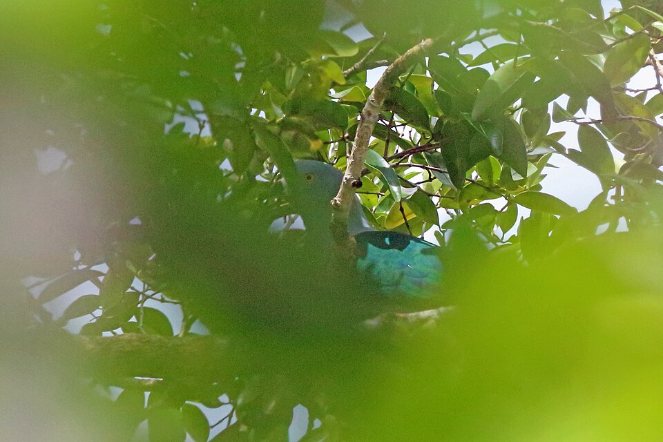 Geelvink Imperial Pigeon