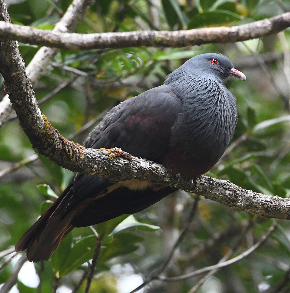 Goliath Imperial Pigeon