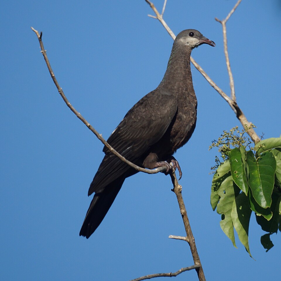 Barking Imperial Pigeon