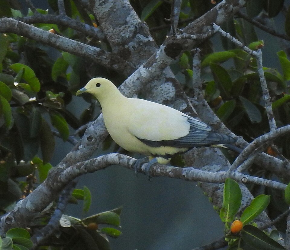 Silver-tipped Imperial Pigeon