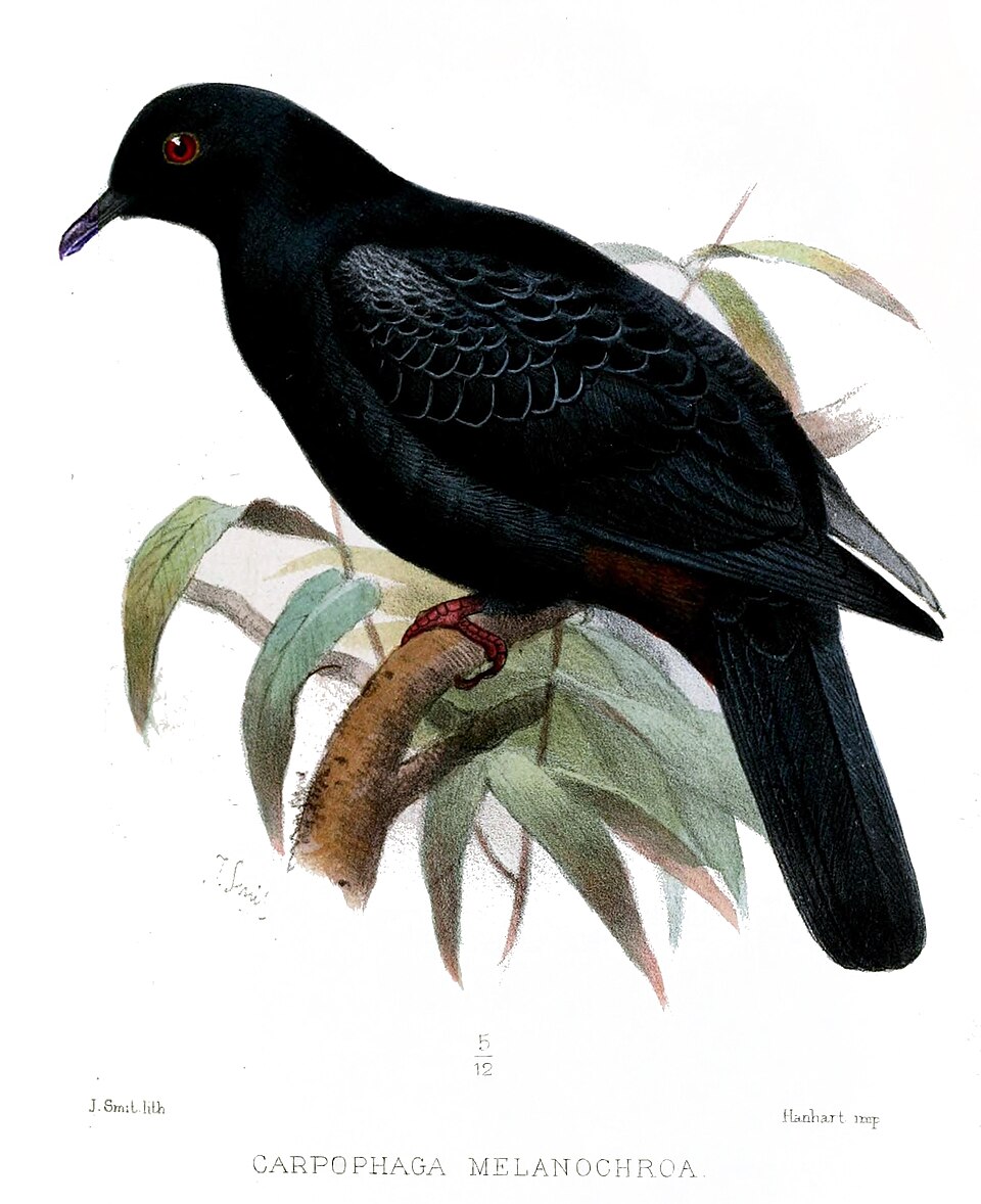 Black Imperial Pigeon