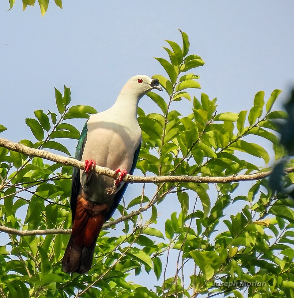 Spice Imperial Pigeon