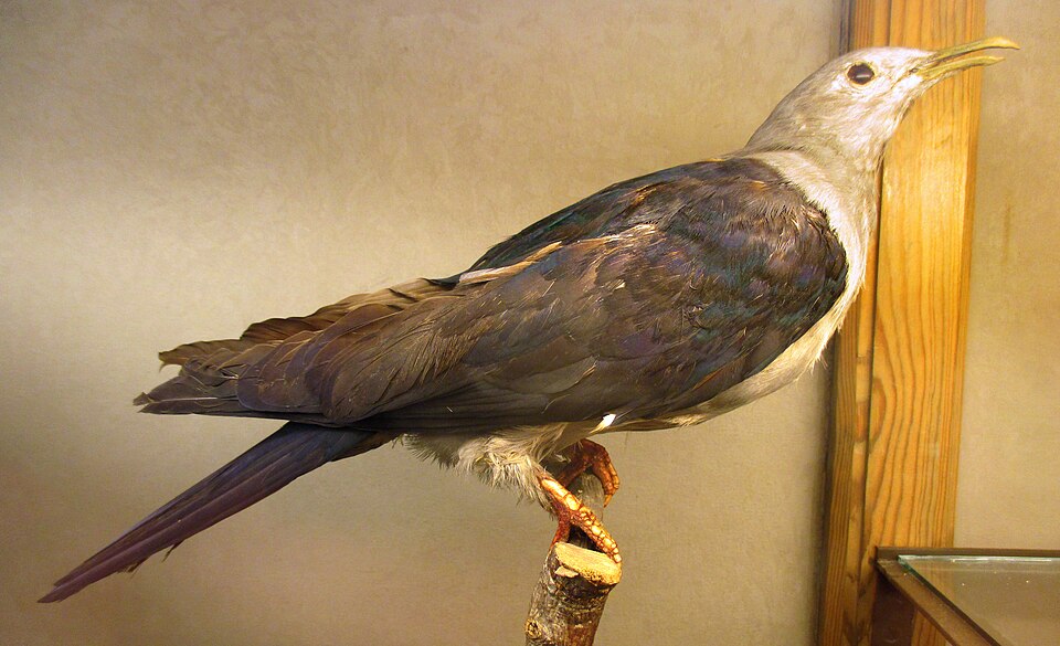 Nicobar Imperial Pigeon