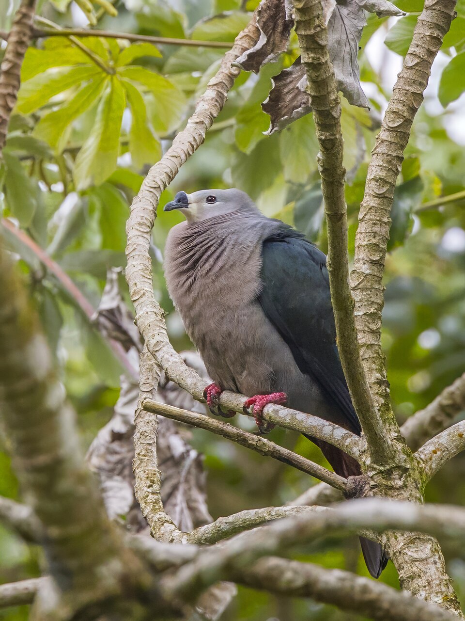 Pacific Imperial Pigeon