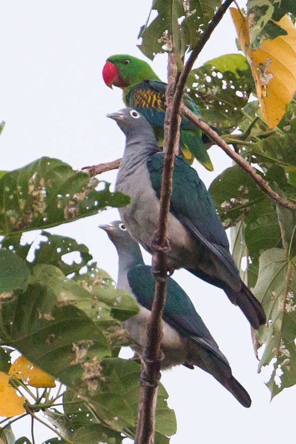 Spectacled Imperial Pigeon