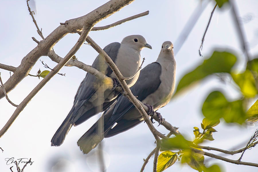 Grey Imperial Pigeon
