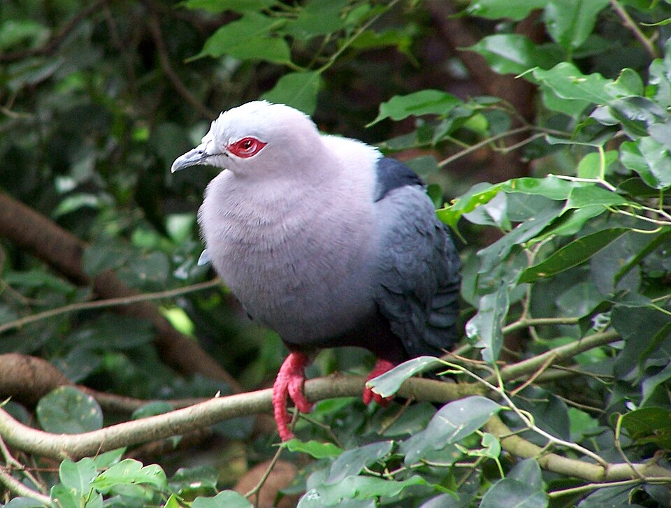 Pinon's Imperial Pigeon