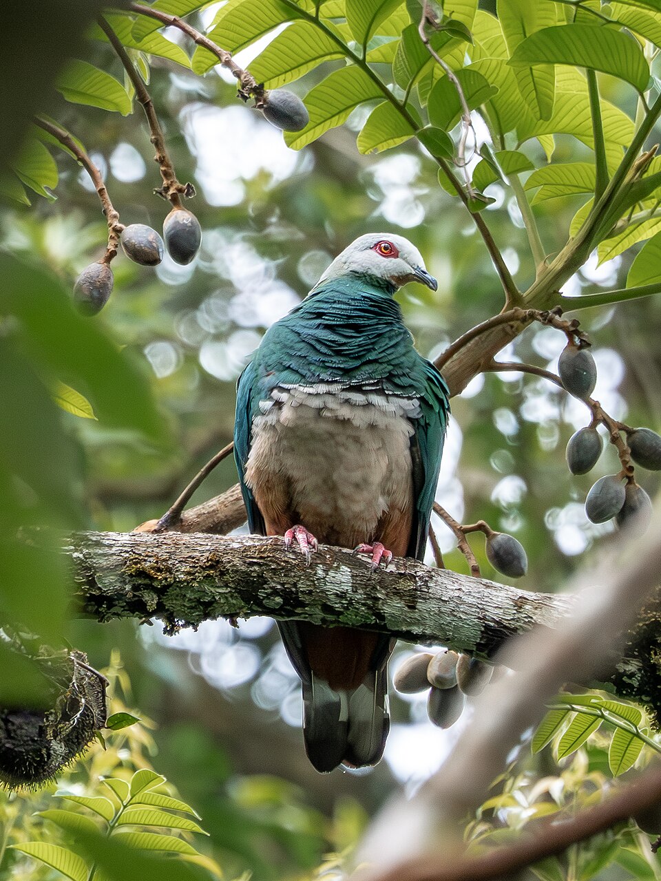Pink-bellied Imperial Pigeon