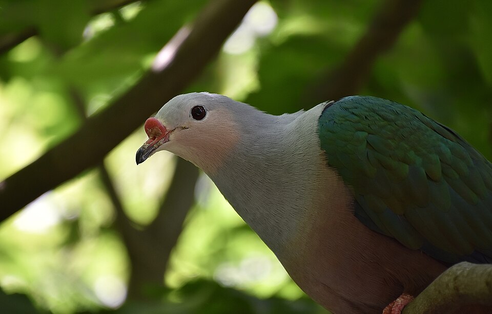 Red-knobbed Imperial Pigeon