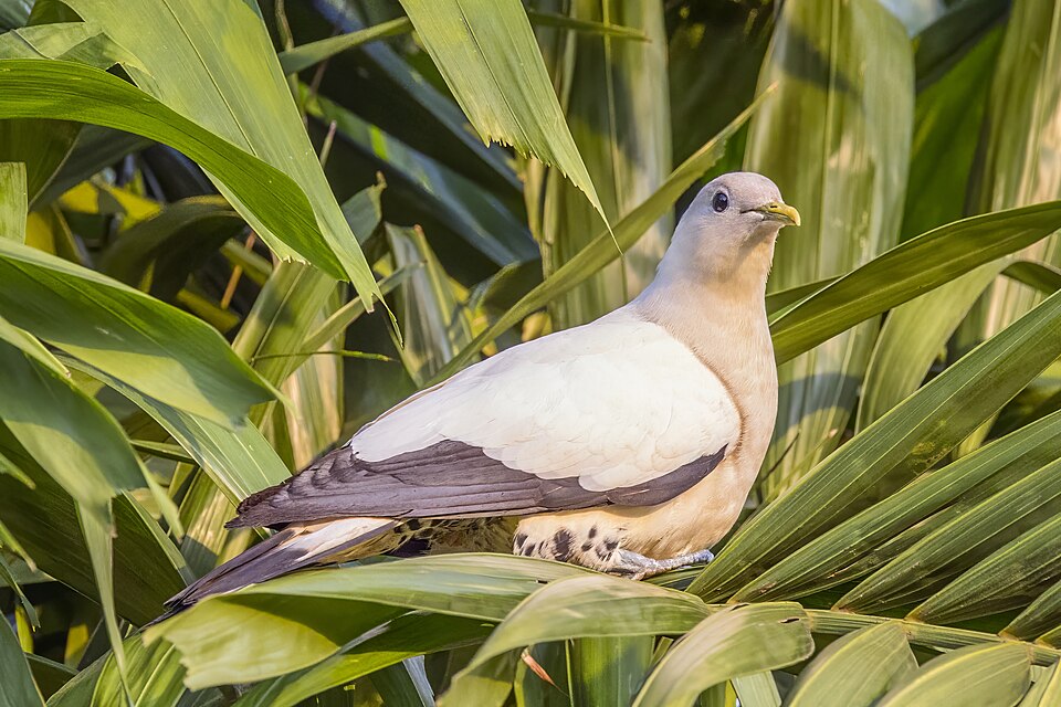 Torresian Imperial Pigeon