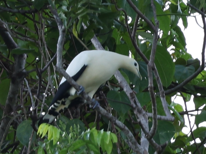 Yellowish Imperial Pigeon