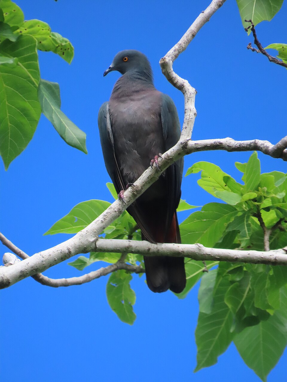 Christmas Imperial Pigeon