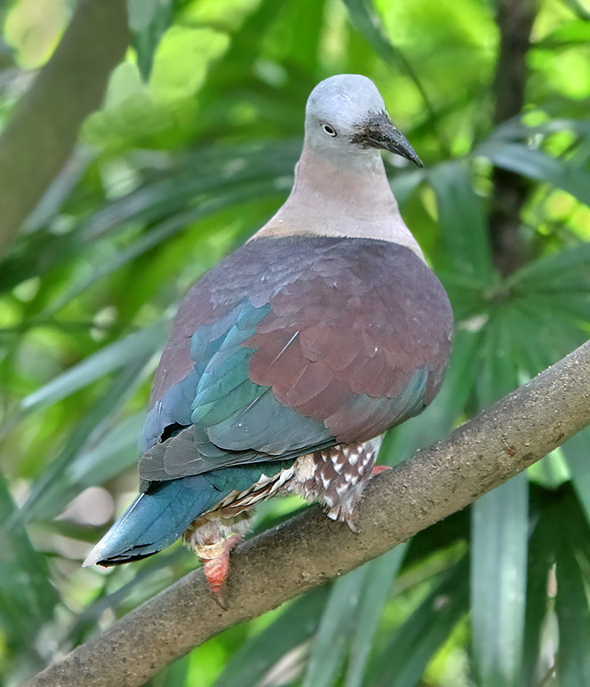Zoe's Imperial Pigeon
