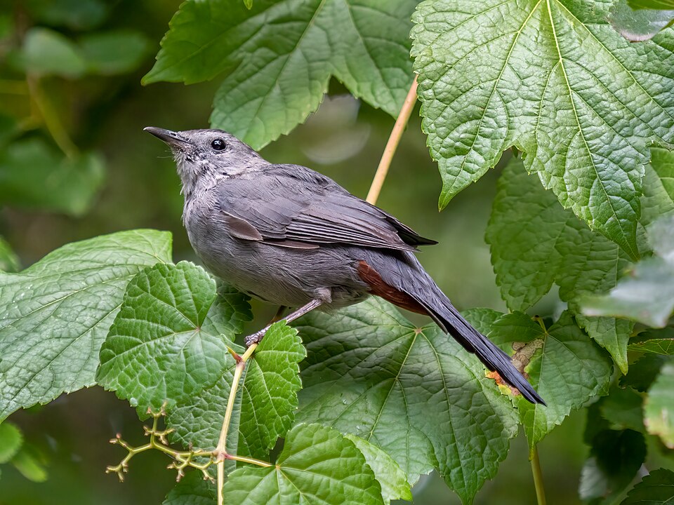 Grey Catbird