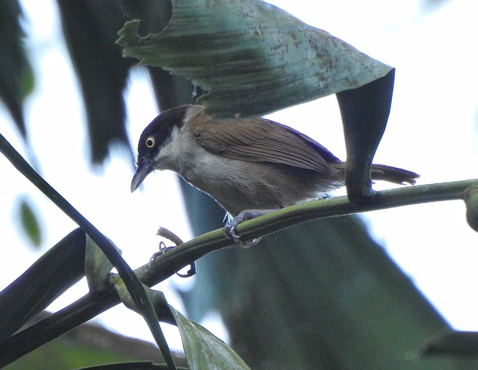 Dark-fronted Babbler