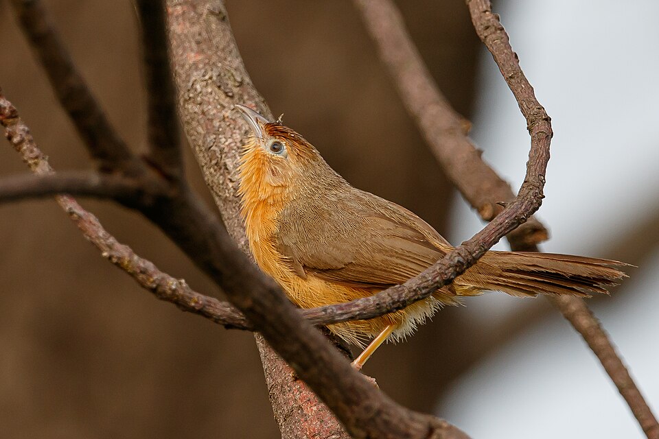 Tawny-bellied Babbler
