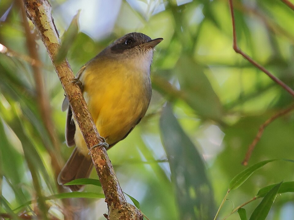 Plain Antvireo