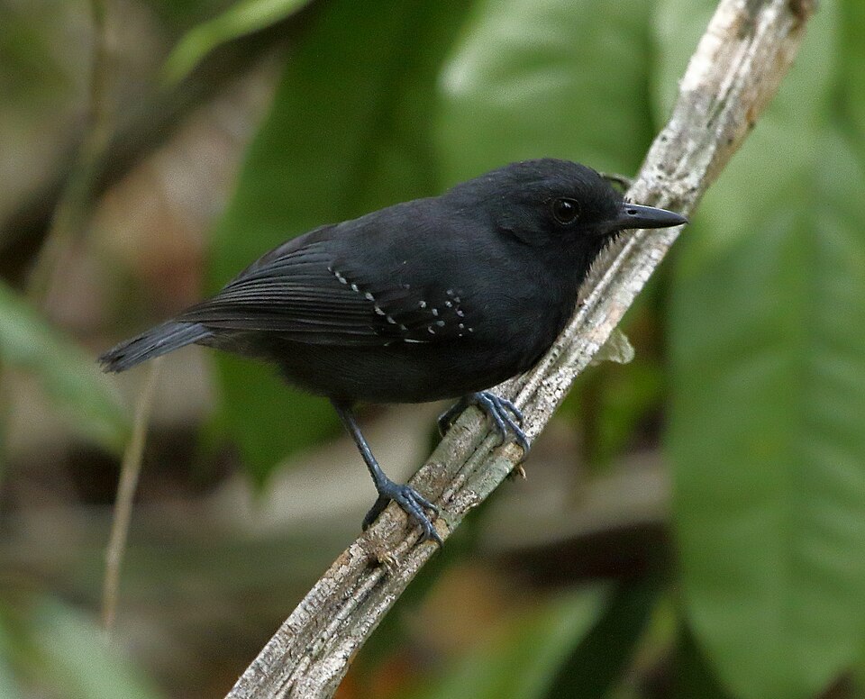 Plumbeous Antvireo