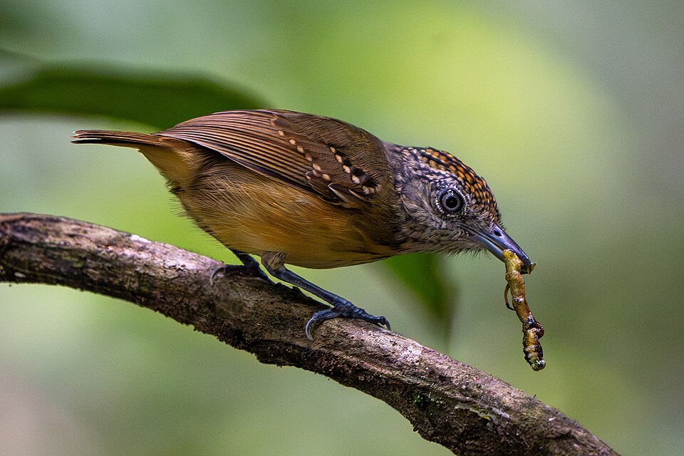 Spot-crowned Antvireo