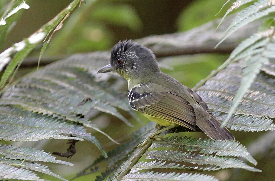 Spot-breasted Antvireo