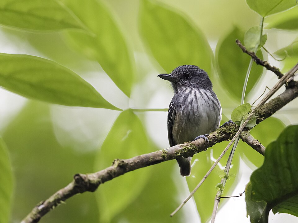Streak-crowned Antvireo