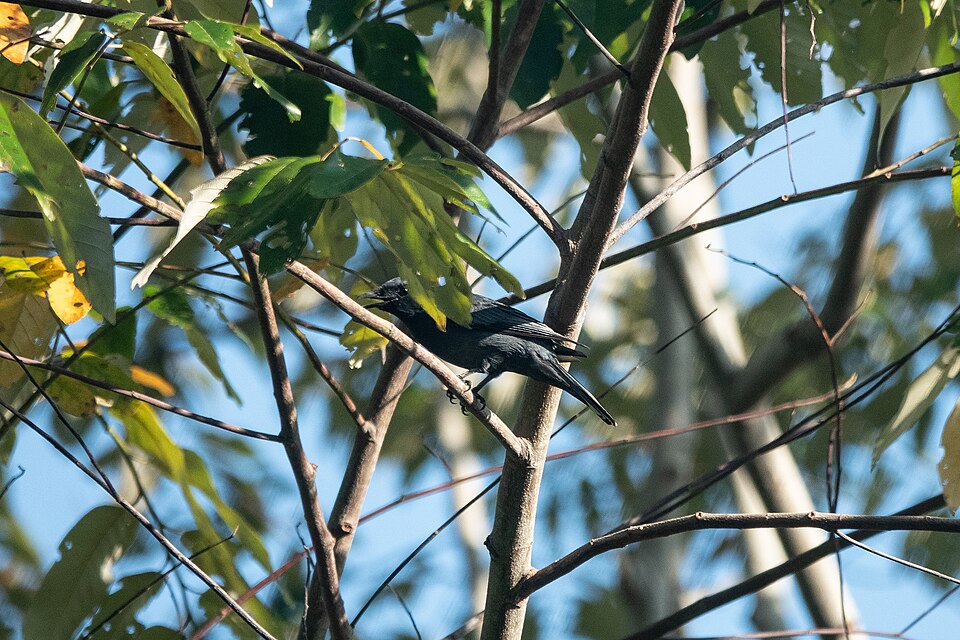 Admiralty Cicadabird