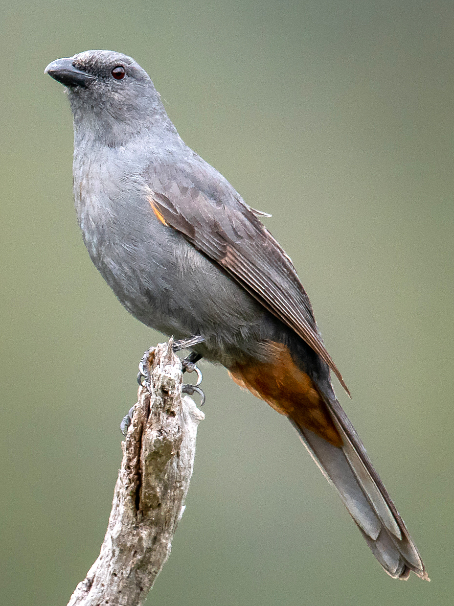 New Caledonian Cuckooshrike