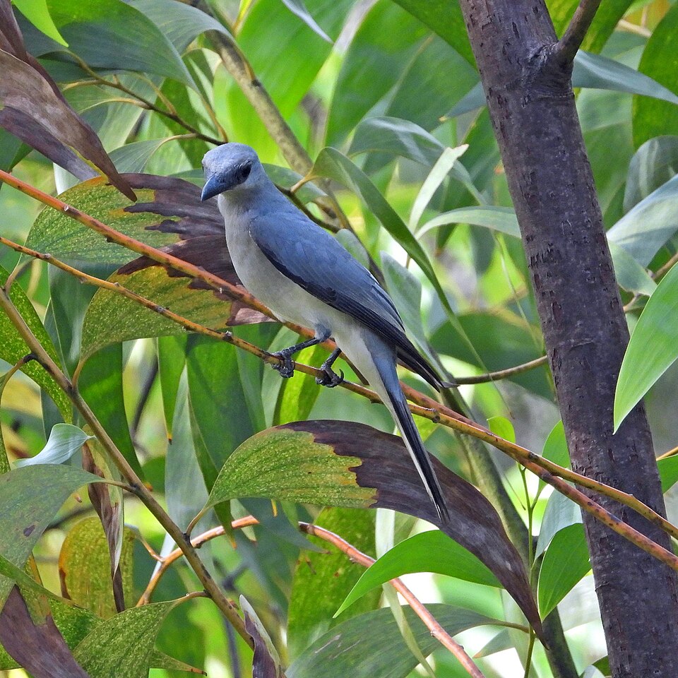 Pale Cicadabird