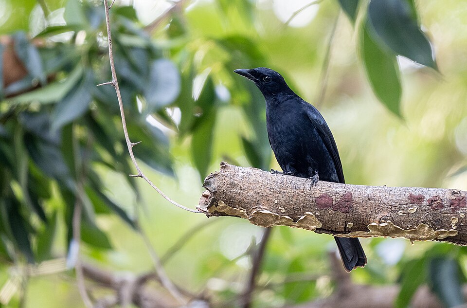 Blackish Cuckooshrike