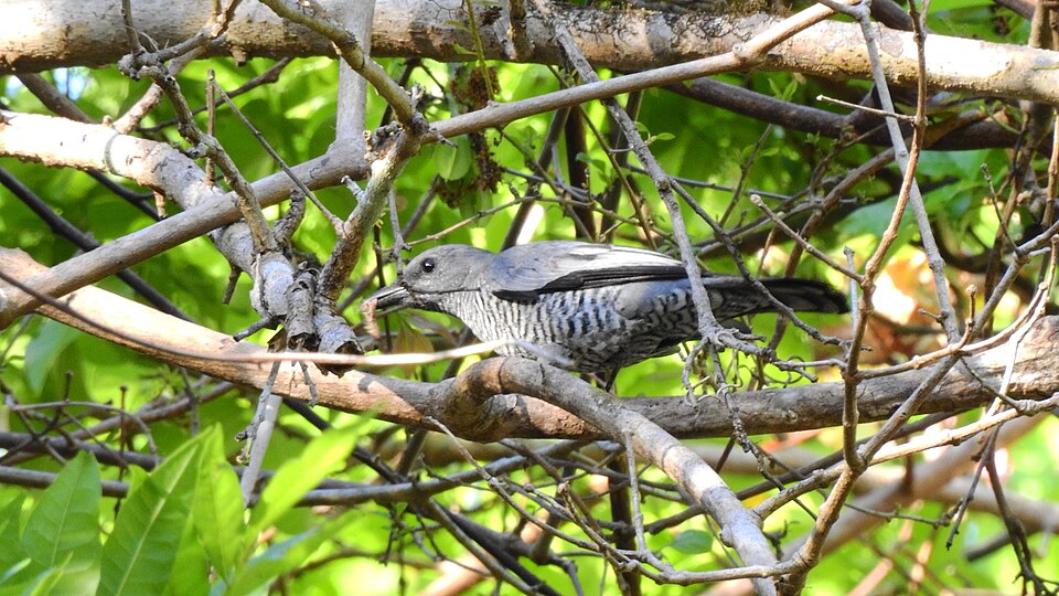 Pale-shouldered Cicadabird