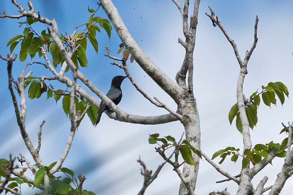 Solomons Cuckooshrike