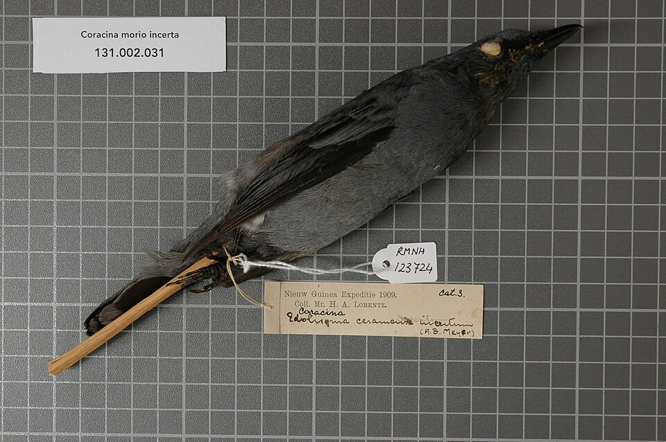 Black-shouldered Cicadabird