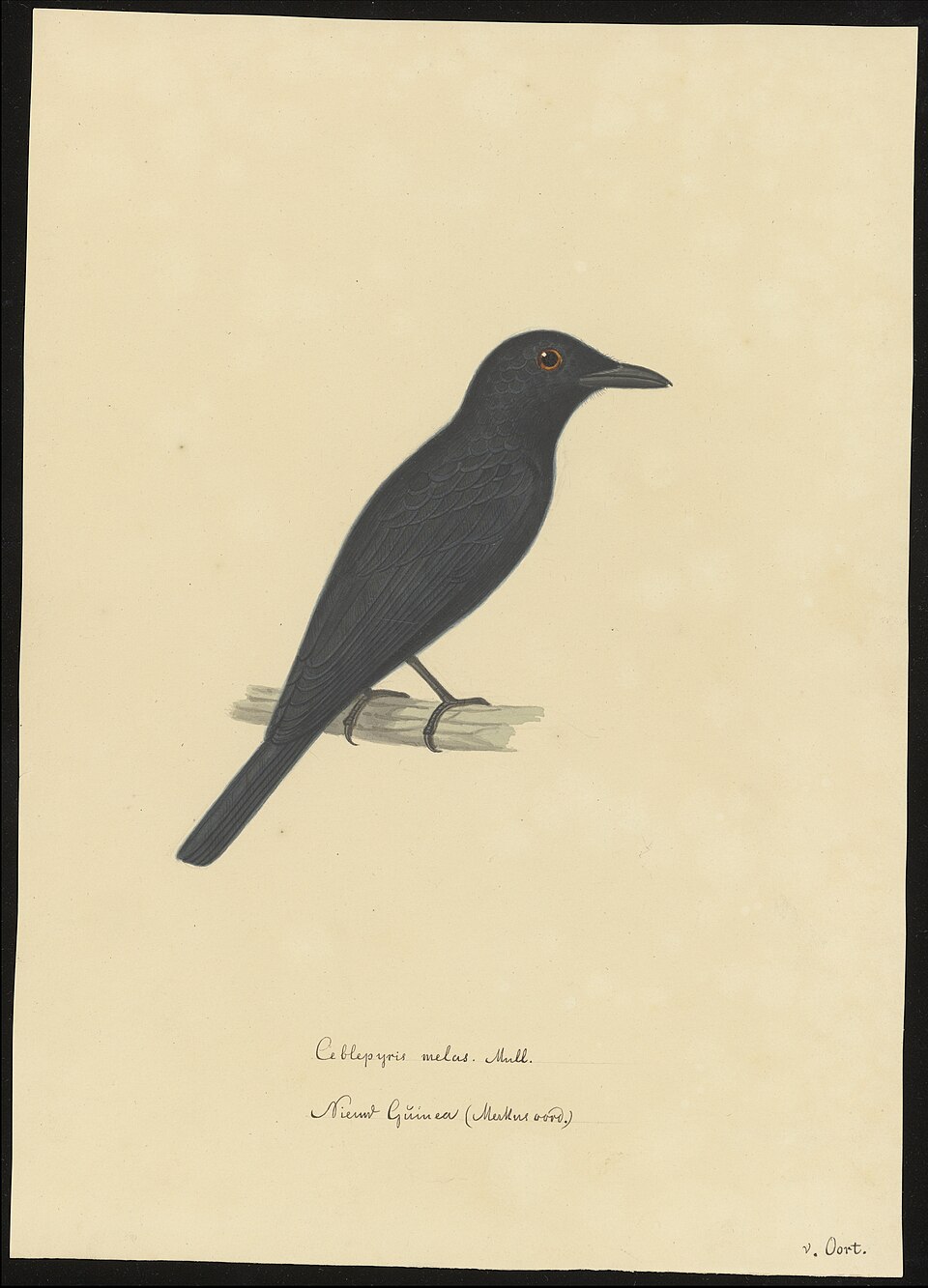 Black Cicadabird