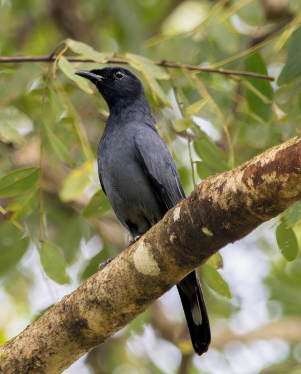 Black-bibbed Cicadabird