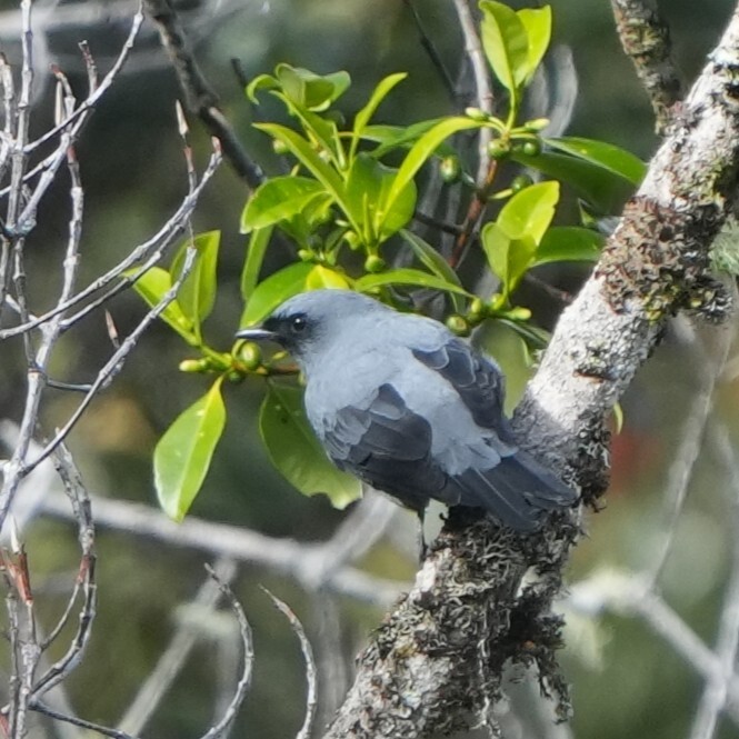 Black-bellied Cuckooshrike