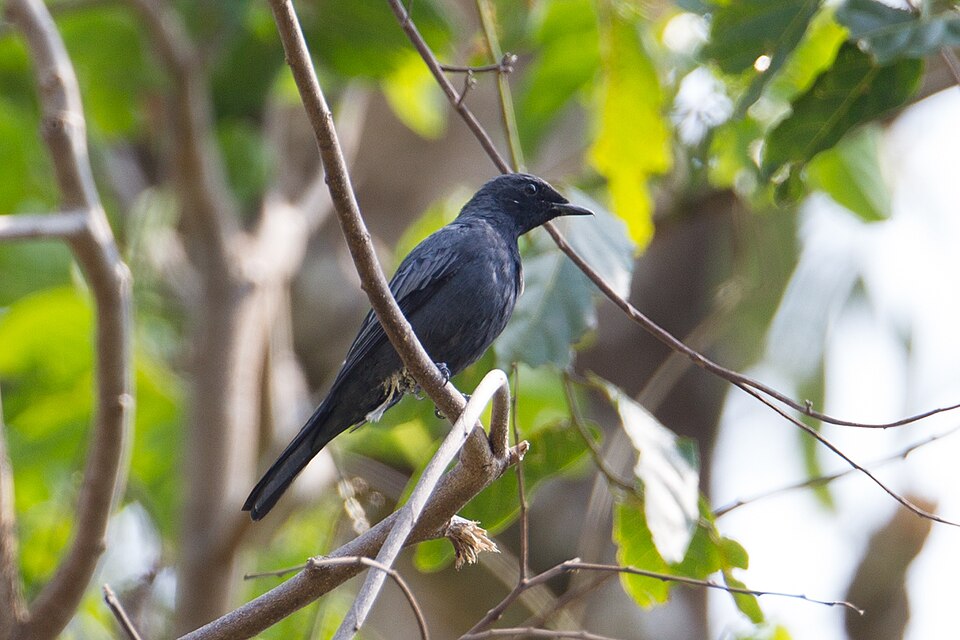 Sulawesi Cicadabird