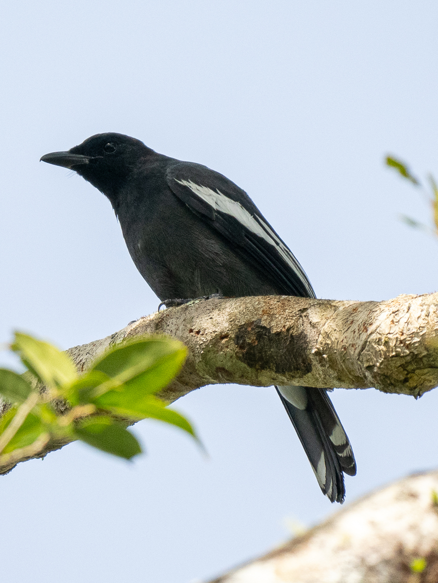 White-winged Cuckooshrike
