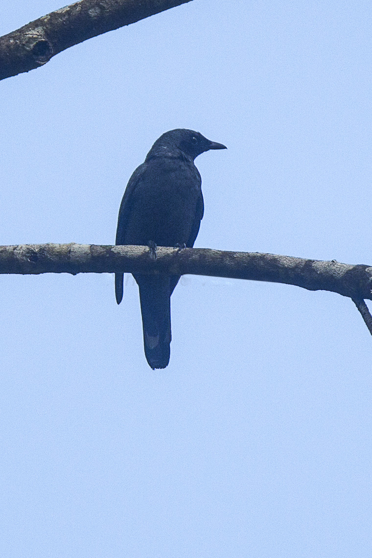 Halmahera Cuckooshrike