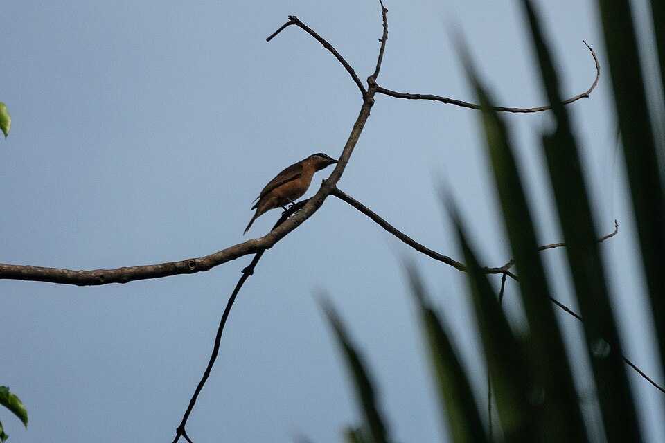 Grey-capped Cicadabird